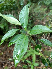 Symplocos setchuensis