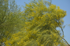 Parkinsonia
