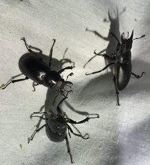 Lucanus placidus