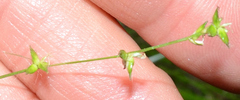 Carex rosea