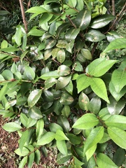 Camellia amplexifolia