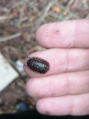 Oniscus asellus
