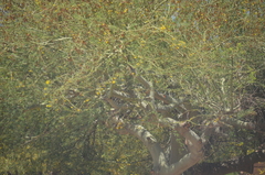 Parkinsonia
