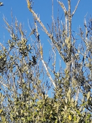 Coliidae