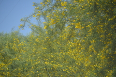 Parkinsonia florida