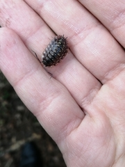Oniscus asellus