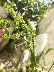 Rumex longifolius