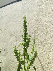 Rumex longifolius