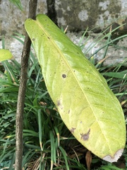 Camellia amplexicaulis