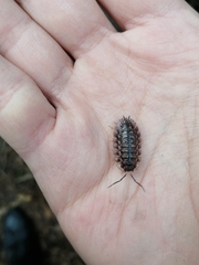 Oniscus asellus
