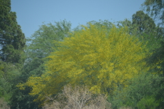Parkinsonia