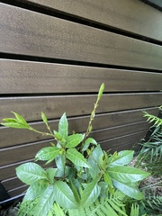 Sarcandra glabra