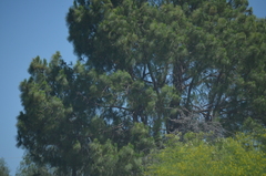 Pinus