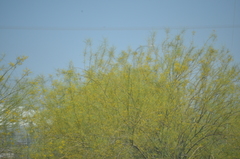 Parkinsonia