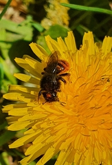 Osmia bicolor