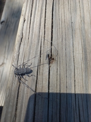 Acanthocinus aedilis