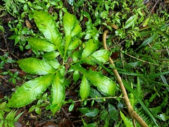 Amorphophallus kiusianus