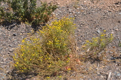 Oncosiphon pilulifer