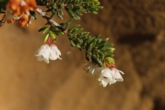 Erica depressa