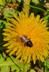 Osmia bicolor