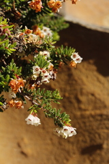 Erica depressa