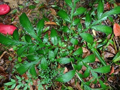 Amorphophallus kiusianus