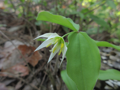Disporum smilacinum