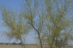 Parkinsonia