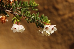 Erica depressa