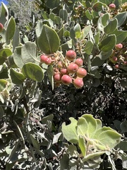 Arctostaphylos otayensis