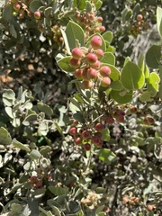 Arctostaphylos otayensis