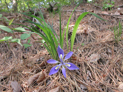 Iris rossii