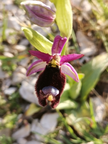 Bertolonijeva kokica (Ophrys bertolonii)