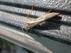 Nemotaulius
