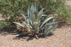 Agave