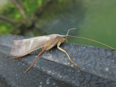 Nemotaulius