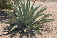 Agave
