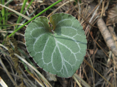 Viola variegata