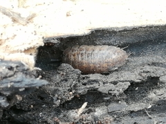Trachelipus rathkii