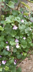 Cymbalaria muralis
