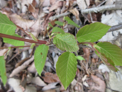 Neoshirakia japonica