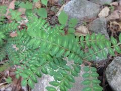 Zanthoxylum piperitum