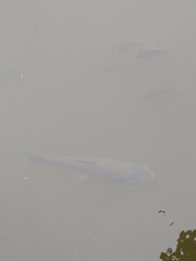 Ctenopharyngodon idella