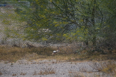 Sylvilagus audubonii