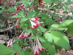 Weigela subsessilis