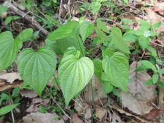 Dioscorea tokoro