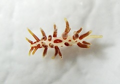 Eubranchus rubeolus