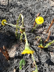 Tussilago farfara