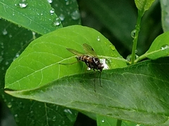 Chrysopilus fasciatus