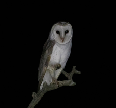 Tyto alba delicatula